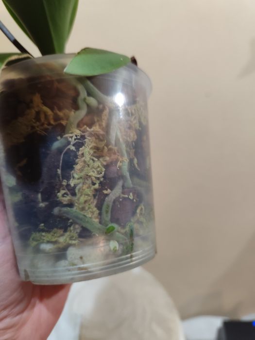 Продам цветущую орхидею