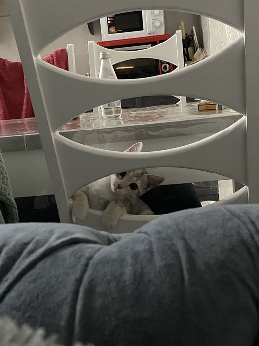 Отдам котенка бесплатно