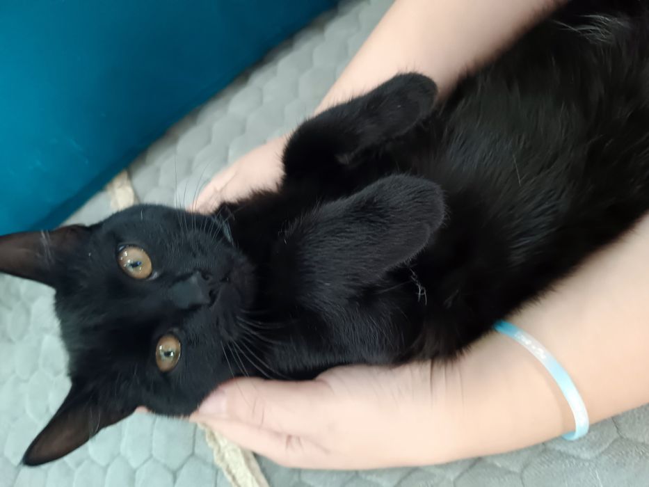Отдам в добрые руки кошечку