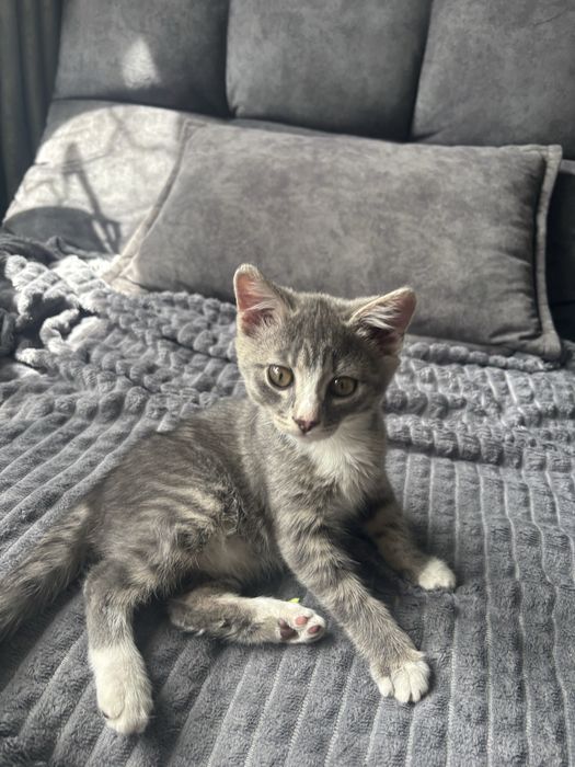 Котенок девочка умница