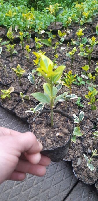 Bresklit Eyonomus shamshod kochatla sotiladi