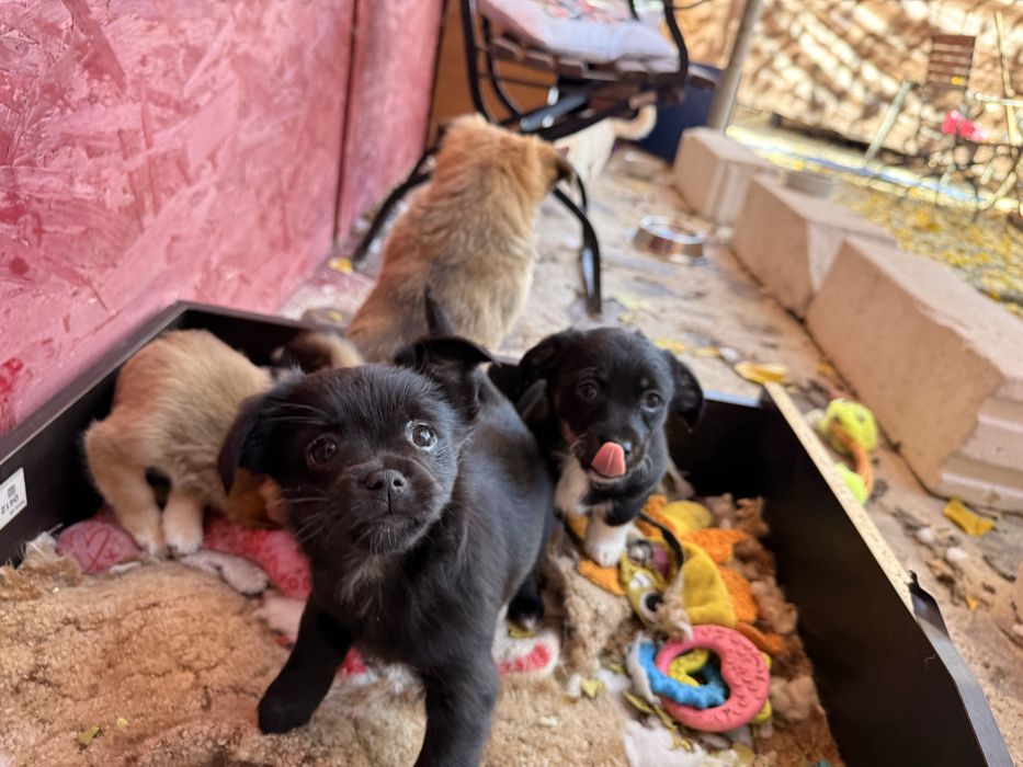 adoptie Caini - vaccinati, deparazitati