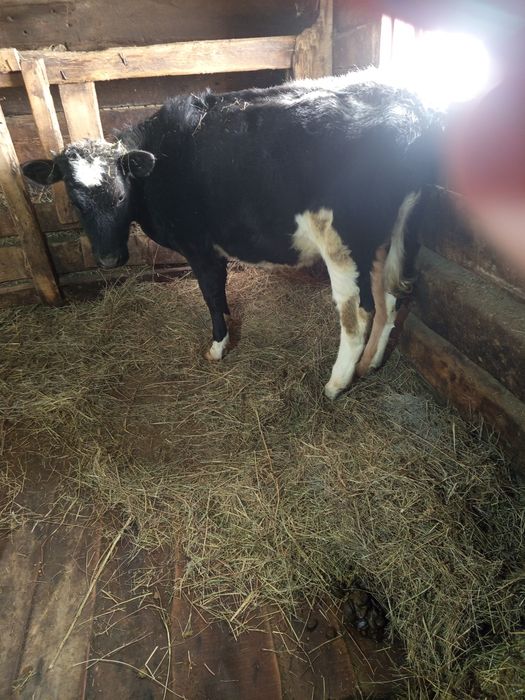 Продам тёлку 350