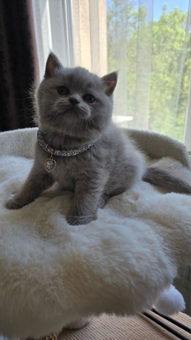 British shorthair pedigree