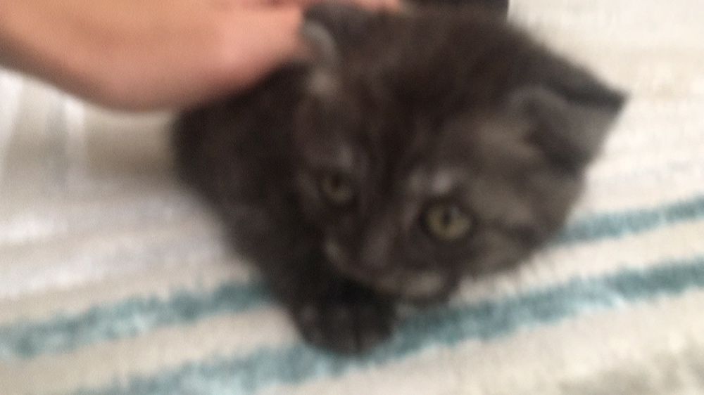 сатлпды мысық