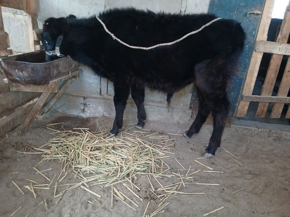 Баспақтар сатылады