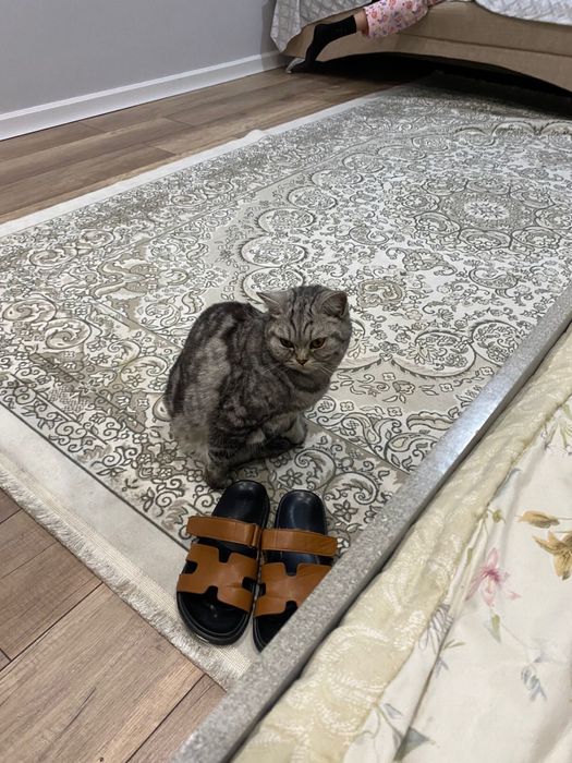 Кошка британская