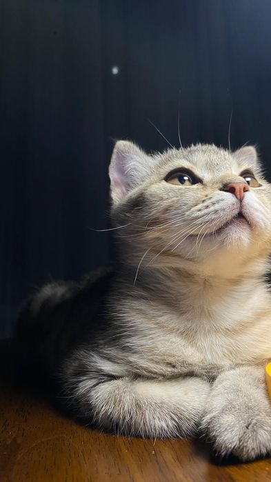 Кошка вислоухие Чистая