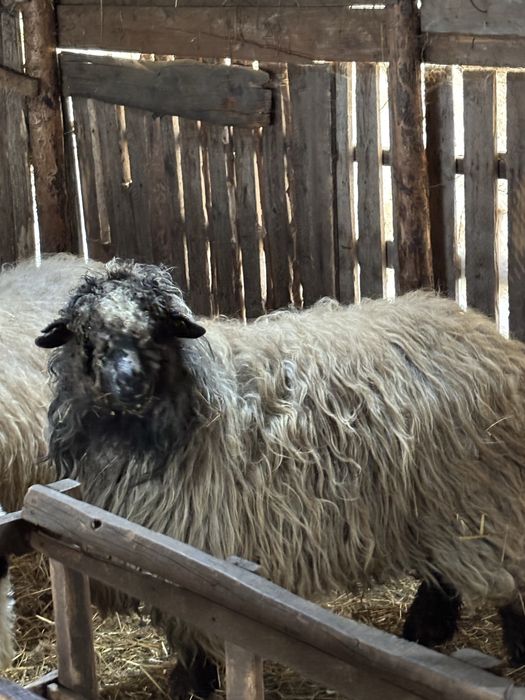 Oaie si berbec țurcane