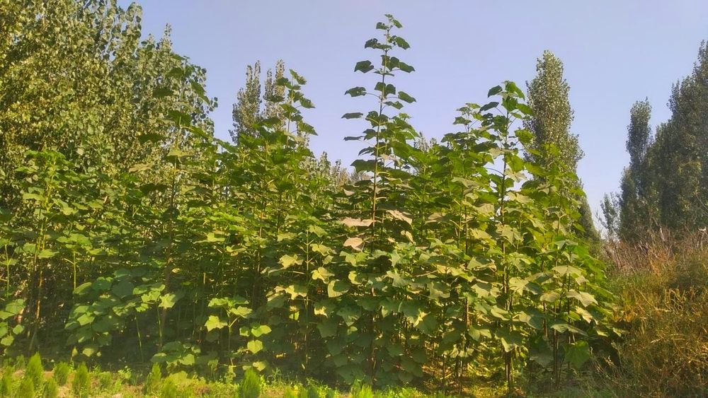 Павлония. 1.5 метрдан 6 метргача