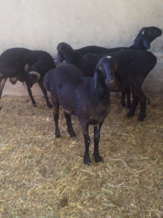 Qõchqorlar sotiladi buxoro shahar