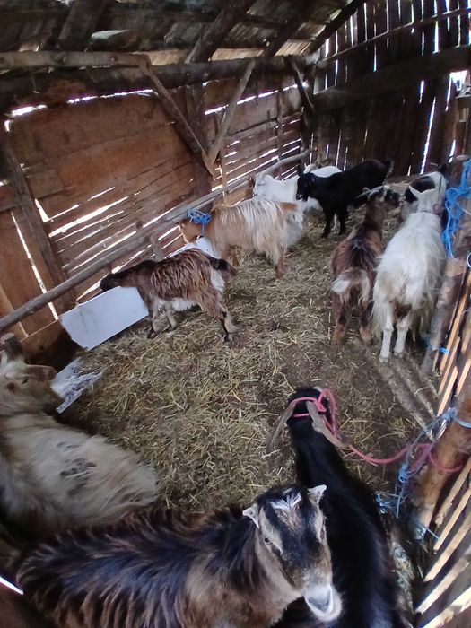 Vand 11 capre si un țap toate sunt tinere prima si a două fătare