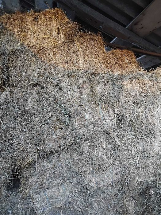 Vând baloți din fan de munte