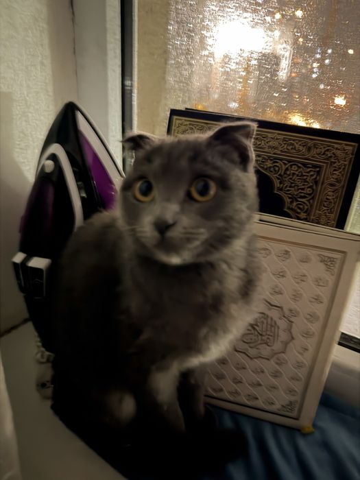 Кошка продам шымкент