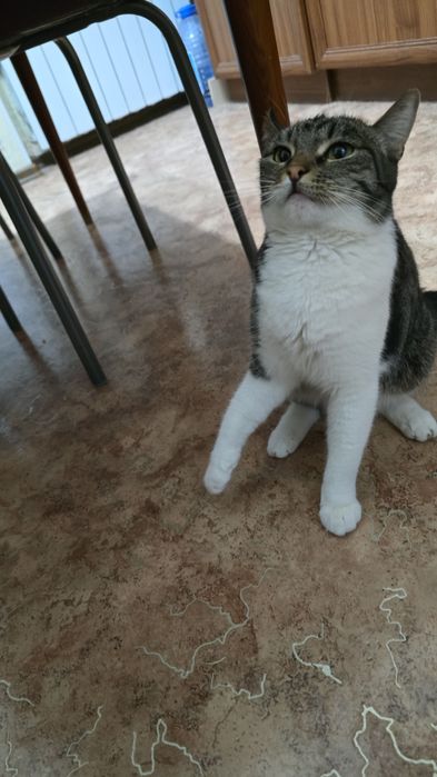 Отдам в добрые руки