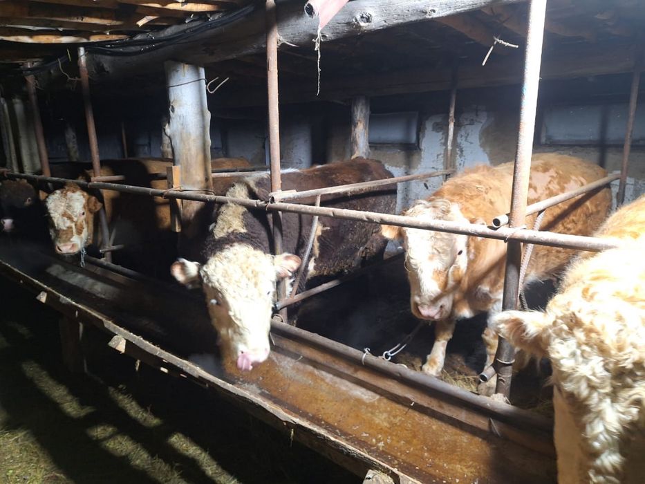 Бұқалар сатылады