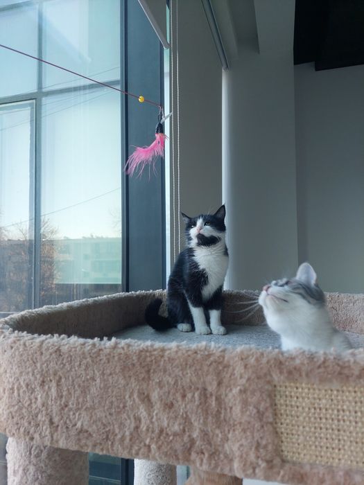 Котенок девочка Ташкент