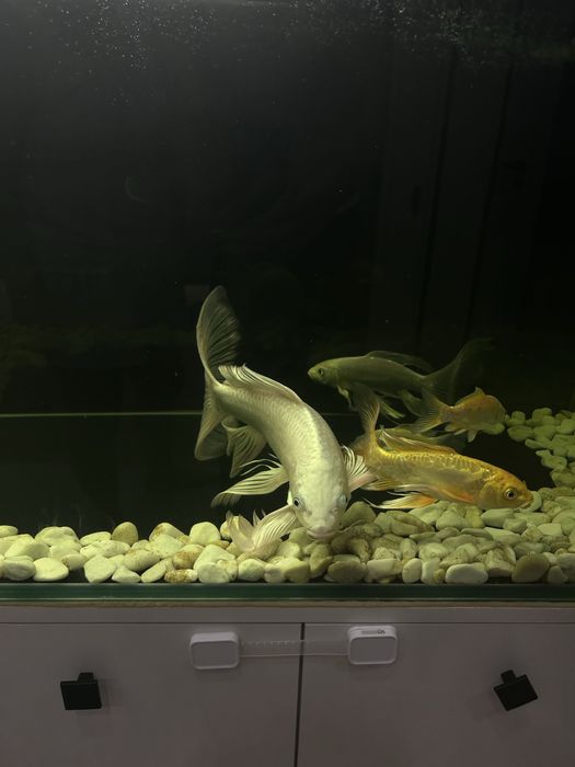 Вуалевый карп кои самка