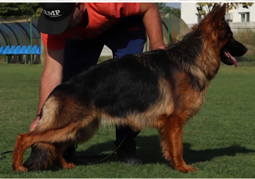 Ciobanesc German cu par lung