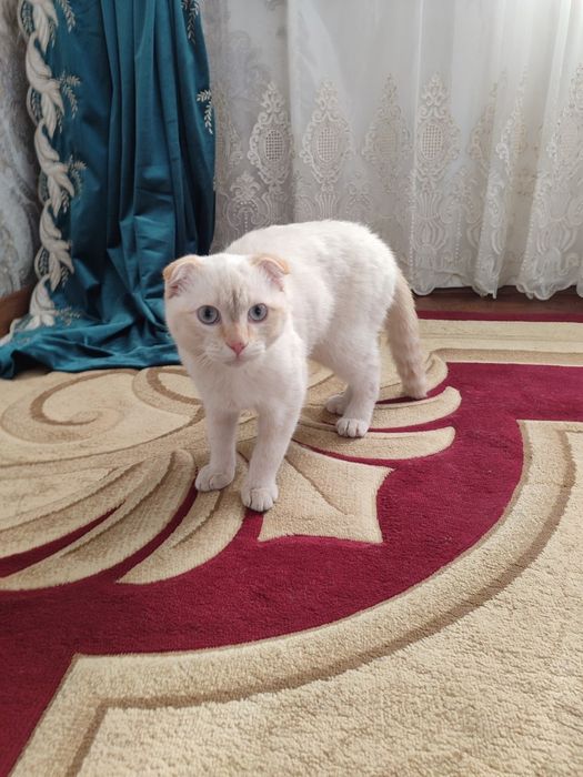 Шотландская вислоухой