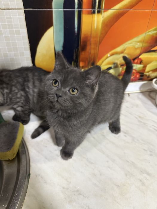 Aqilli odobli ugil bola oglom toza qonli mushukcha