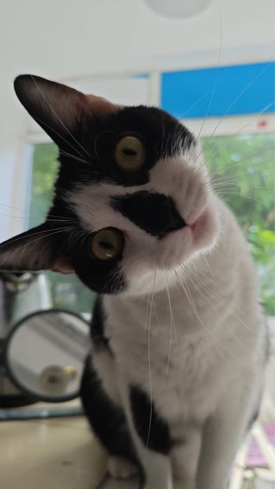 Adopție – Două pisici minunate își caută o nouă casă!