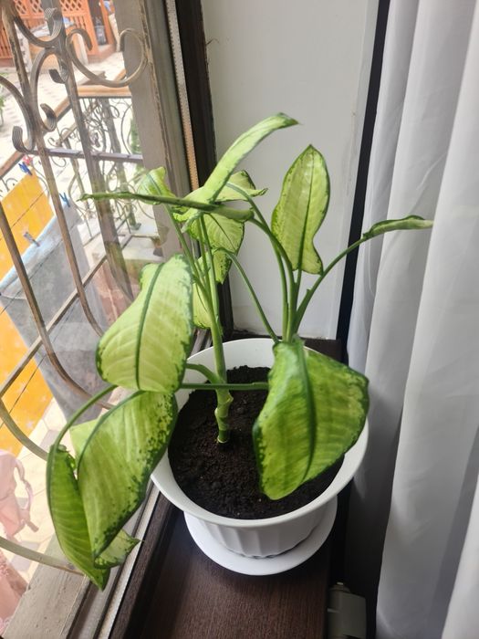 Продам домашние цветы