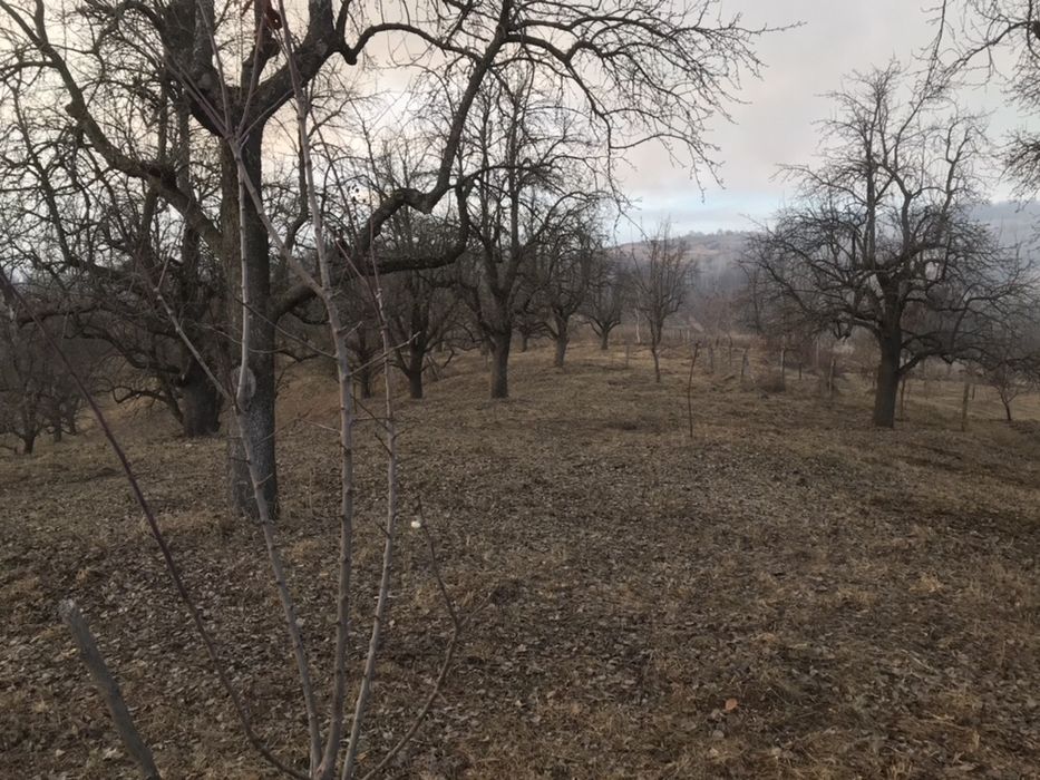 Teren intravilan 60000 mp Raul Alb