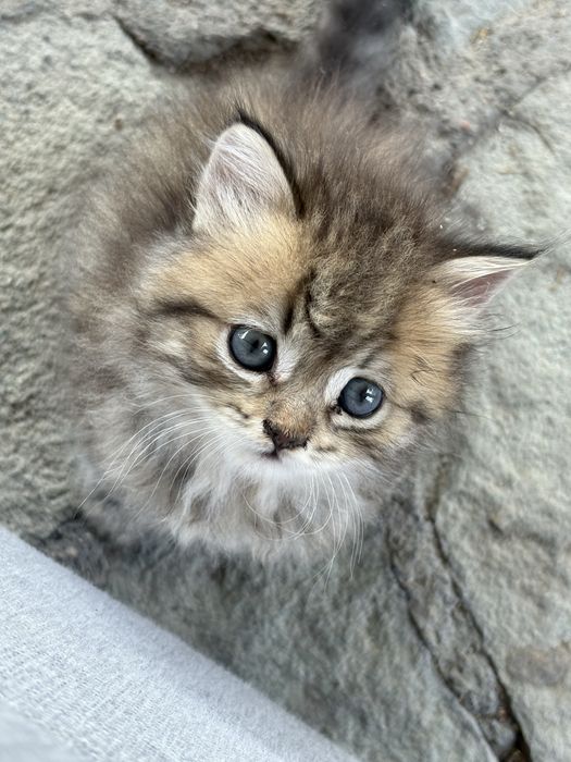 Отдам котенка в добрые руки