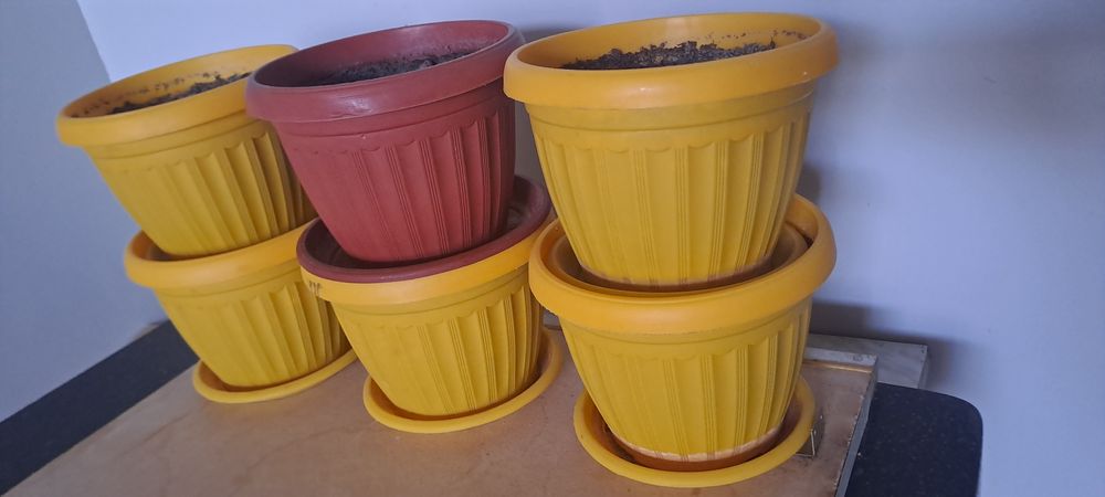 Цветы женская счастья