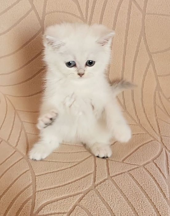 British shorthair