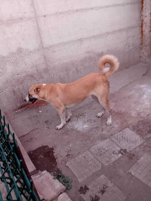 Кавказки вълкодав