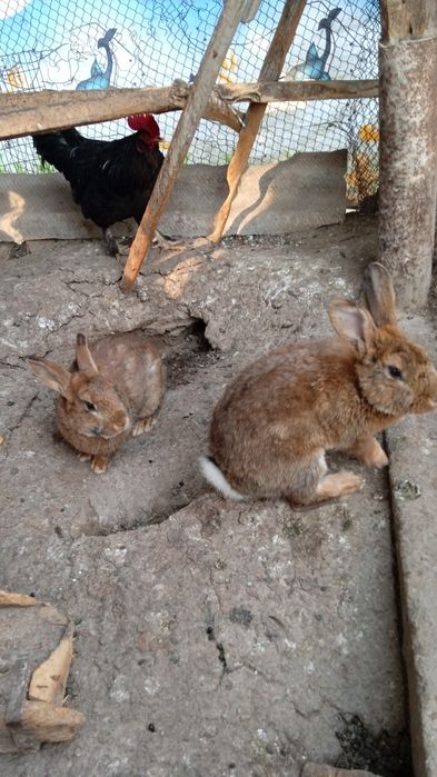 Продаются два самца