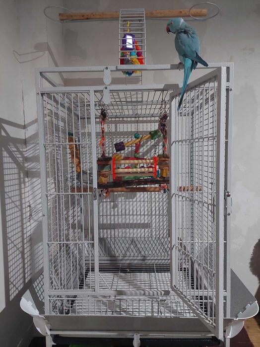 Papagal Micul Alexandru – 4 ani plus colivie