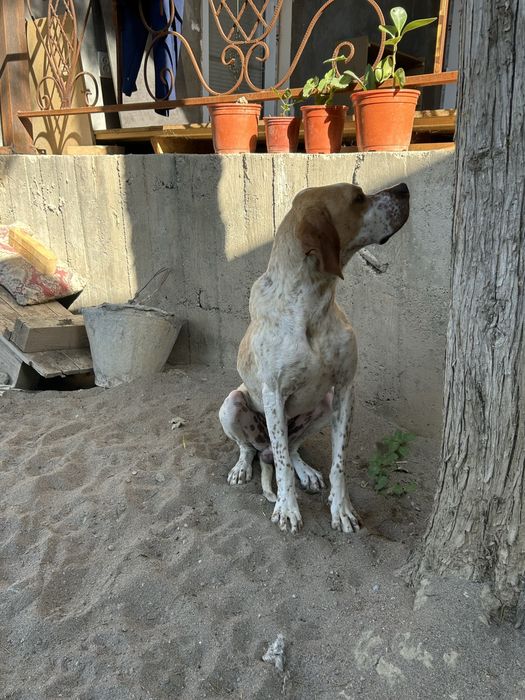 Английский Поинтер / English Pointer / Охотничья Собака
