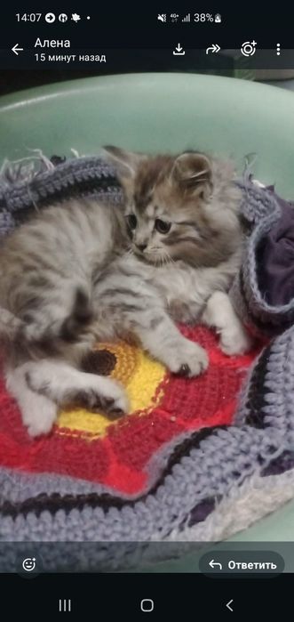 Срочно ищем добрые руки котёнку