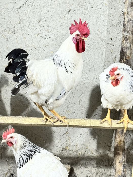 Adler tovuq va xo’rozi sotiladi 150 dan bervoraman 7 dona 2 ta xo’roz