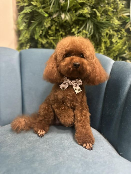 Пудел той бебенца