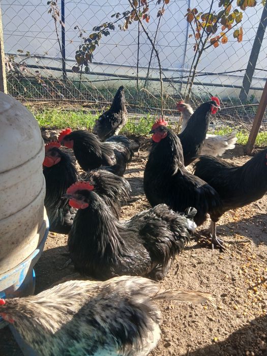 Vand cocosi tineri de australorp in varsta de 7 luni