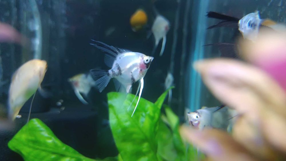 Аквариумные рыбки