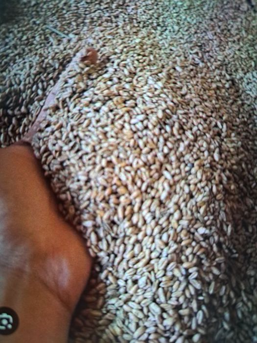 Grâu și soia boabe