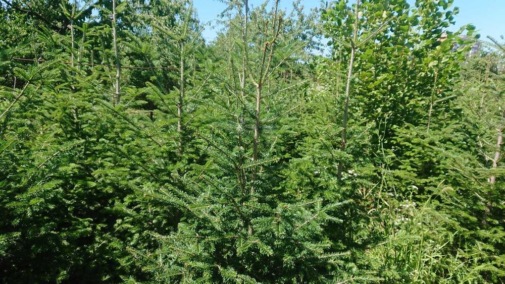 Brazi argintii soi 100% romanesc