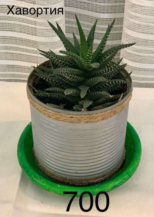 Комнатные  цветы разные