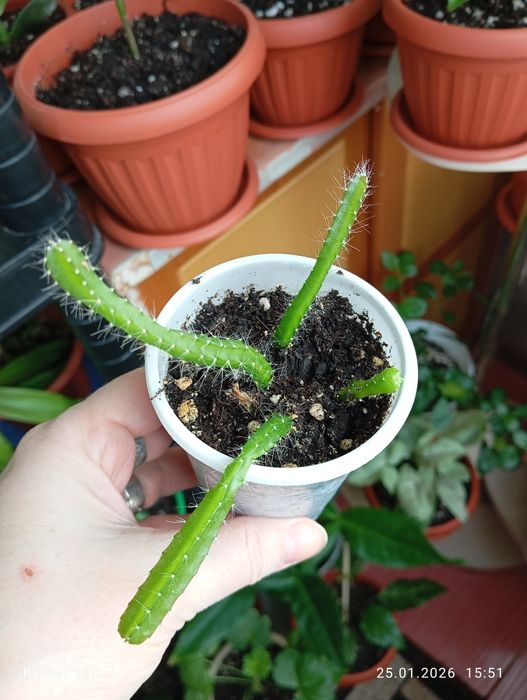 Продам отростки комнатных растений