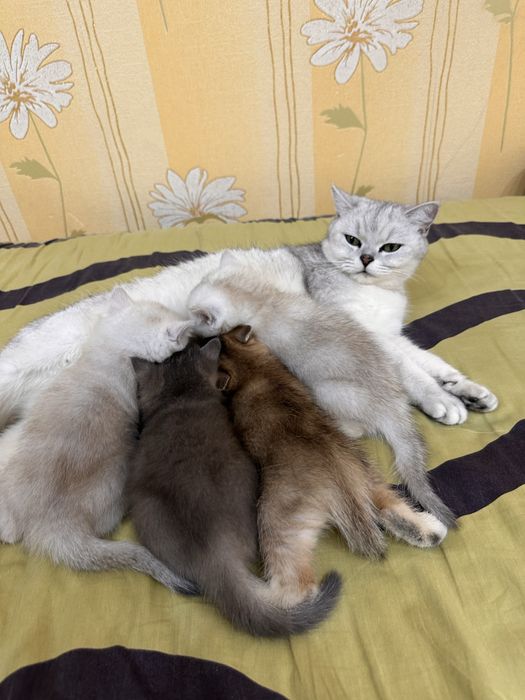 Бритиш страйт котята,мальчик и девочка.