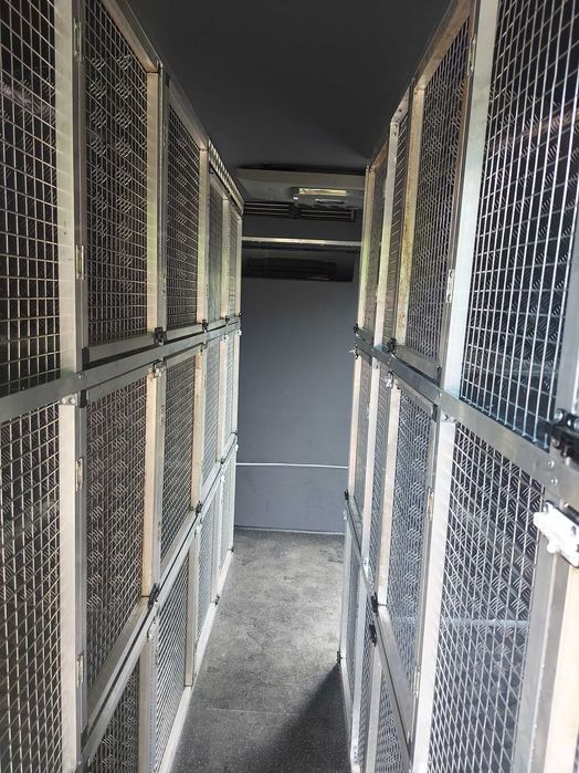 Echipez mașini transport câini