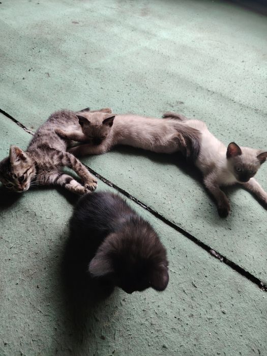 Отдам красивых котят