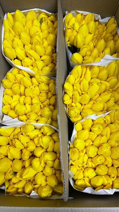 Свежие Тюльпаны оптом