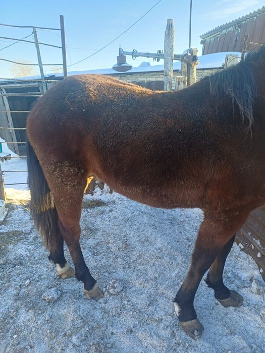 Продам лошадей жеребцы с откорма