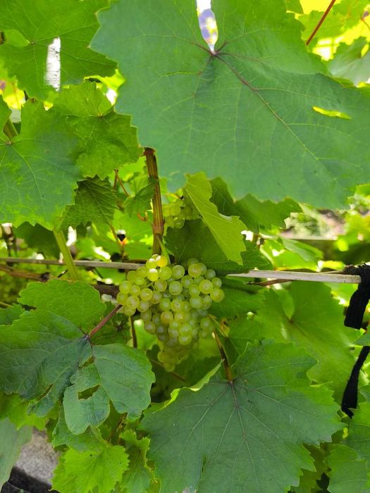 Продам Дом в Бишкуле